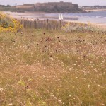 Penthièvre : sa dune fleurie, les chars à voiles et le fort militaire