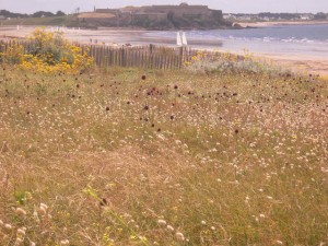 Penthièvre : sa dune fleurie, les chars à voiles et le fort militaire