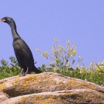 Un cormoran sur l'île de Téviec