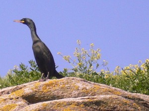 Un cormoran sur l'île de Téviec